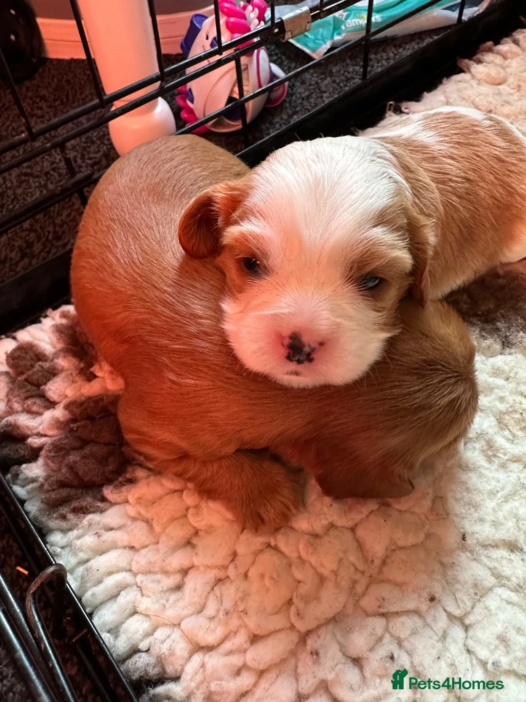 Cavalier King Charles Spaniel dogs for sale: Adorable babies - Advert 2