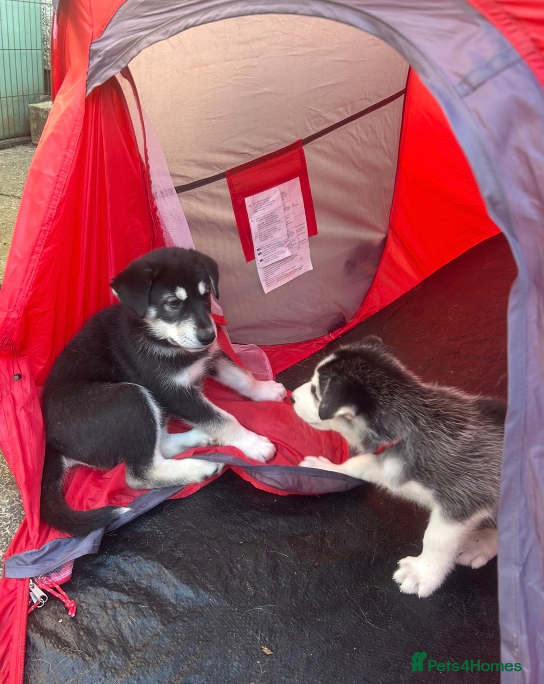 Siberian Husky dogs for sale: Lovely husky puppies, ready for new homes on 25/8 - Image 35