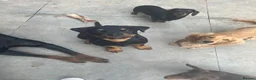 Rottweiler dogs for sale: Gorgeous Rottie for Sale! - Advert 9