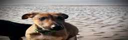 Mixed Breed dogs for sale: Doberman x Malinois x German Shepherd Puppies  - Advert 16