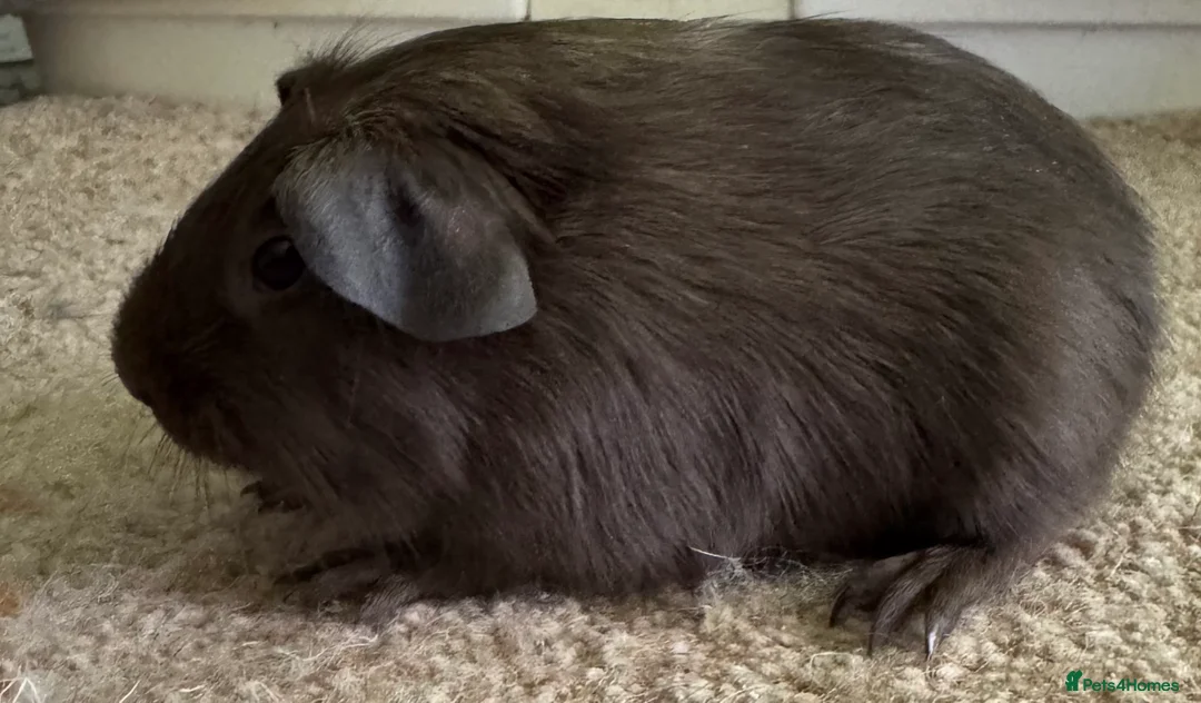 Guinea Pig rodents for sale: Guinea pig Slate baby boars 2 - Advert 4