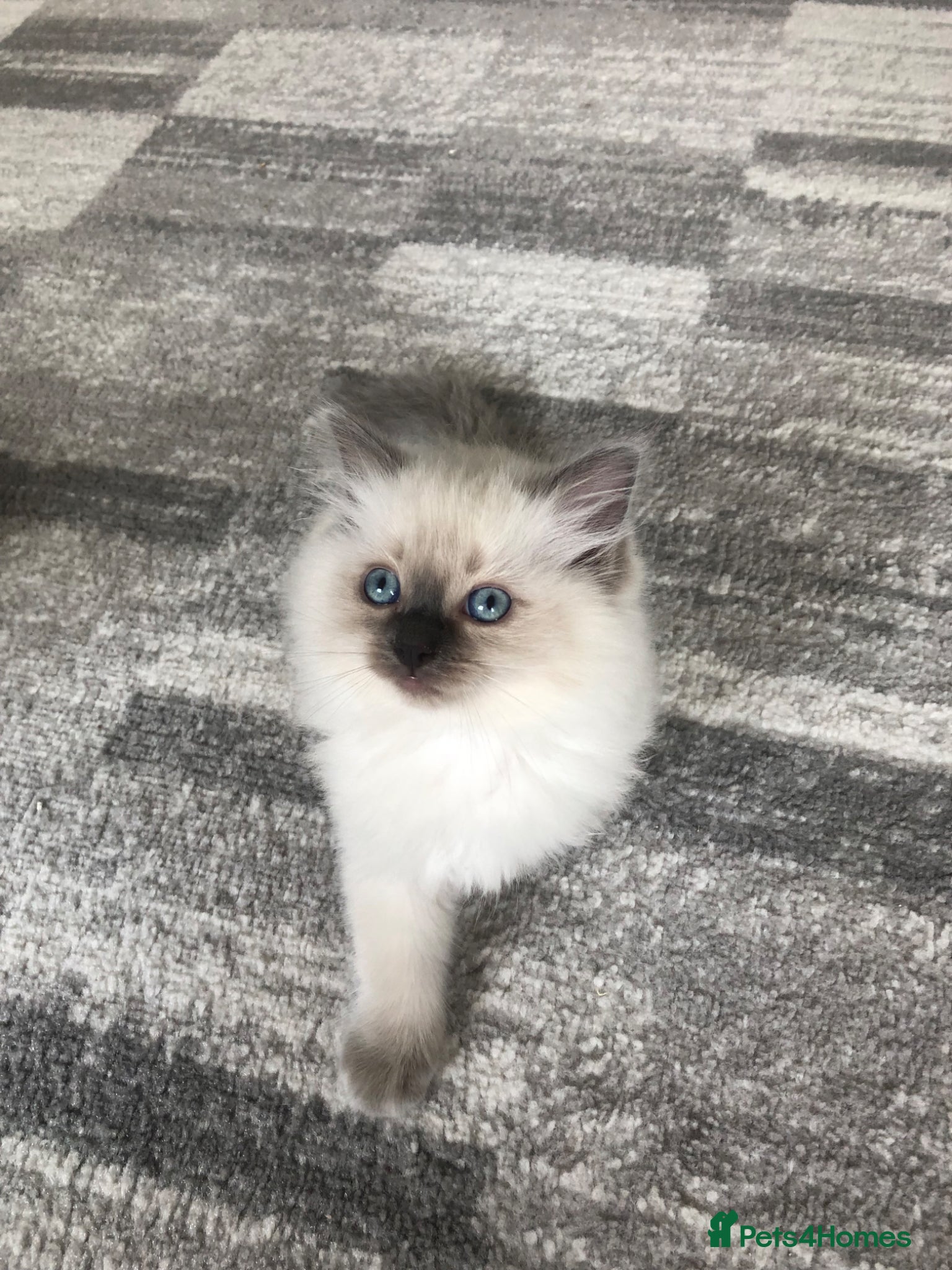 Ragdoll cats for sale: Ragdoll kittens in Southend-on-Sea - Advert 6