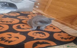 Scottish Fold cats for sale: Scottish fold and british short-hair cats - Advert 4