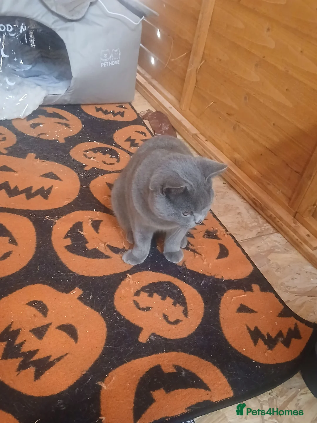 Scottish Fold cats for sale: Scottish fold and british short-hair cats - Advert 4