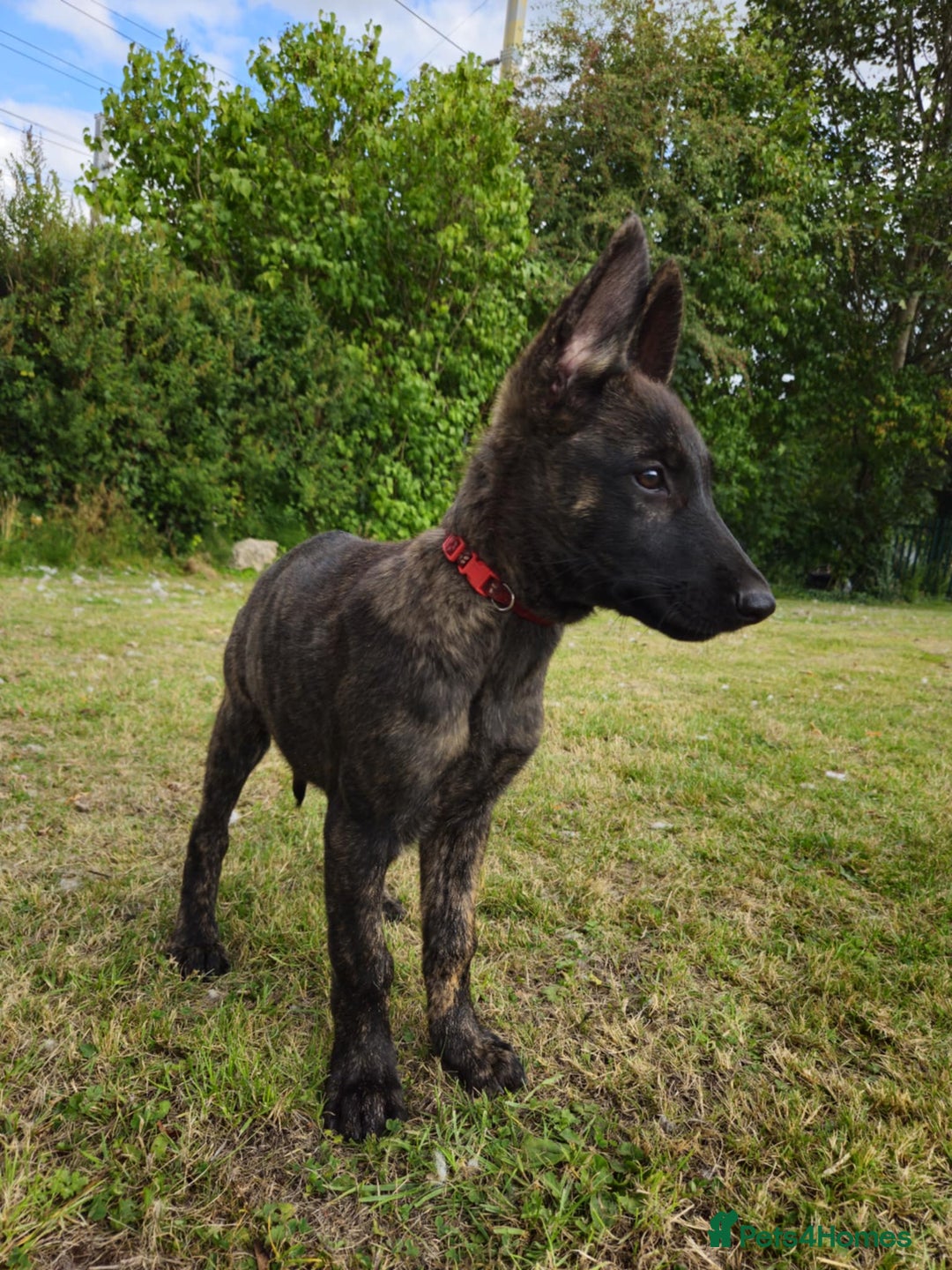 Belgian Shepherd Dog dogs for sale: Dutch Pure Bred Shepherd Puppies  - Image 18