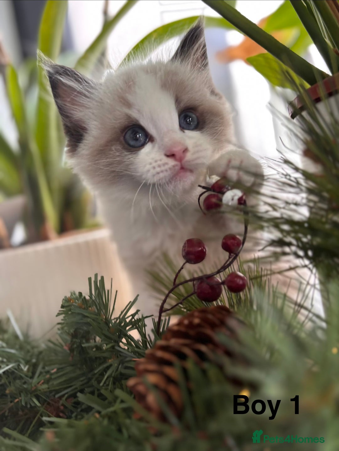 Ragdoll cats for sale: Stunning Ragdoll Kittens Available - Advert 15