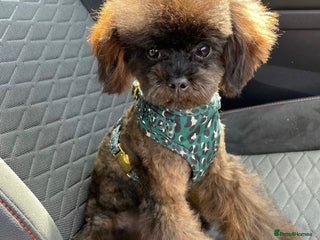 Toy Poodle dogs - Advert 9