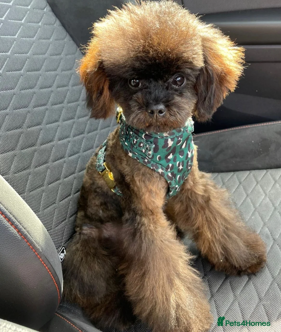 Toy Poodle dogs for stud:     Tiny Russian Import Toy Poodle For Stud - Advert 2