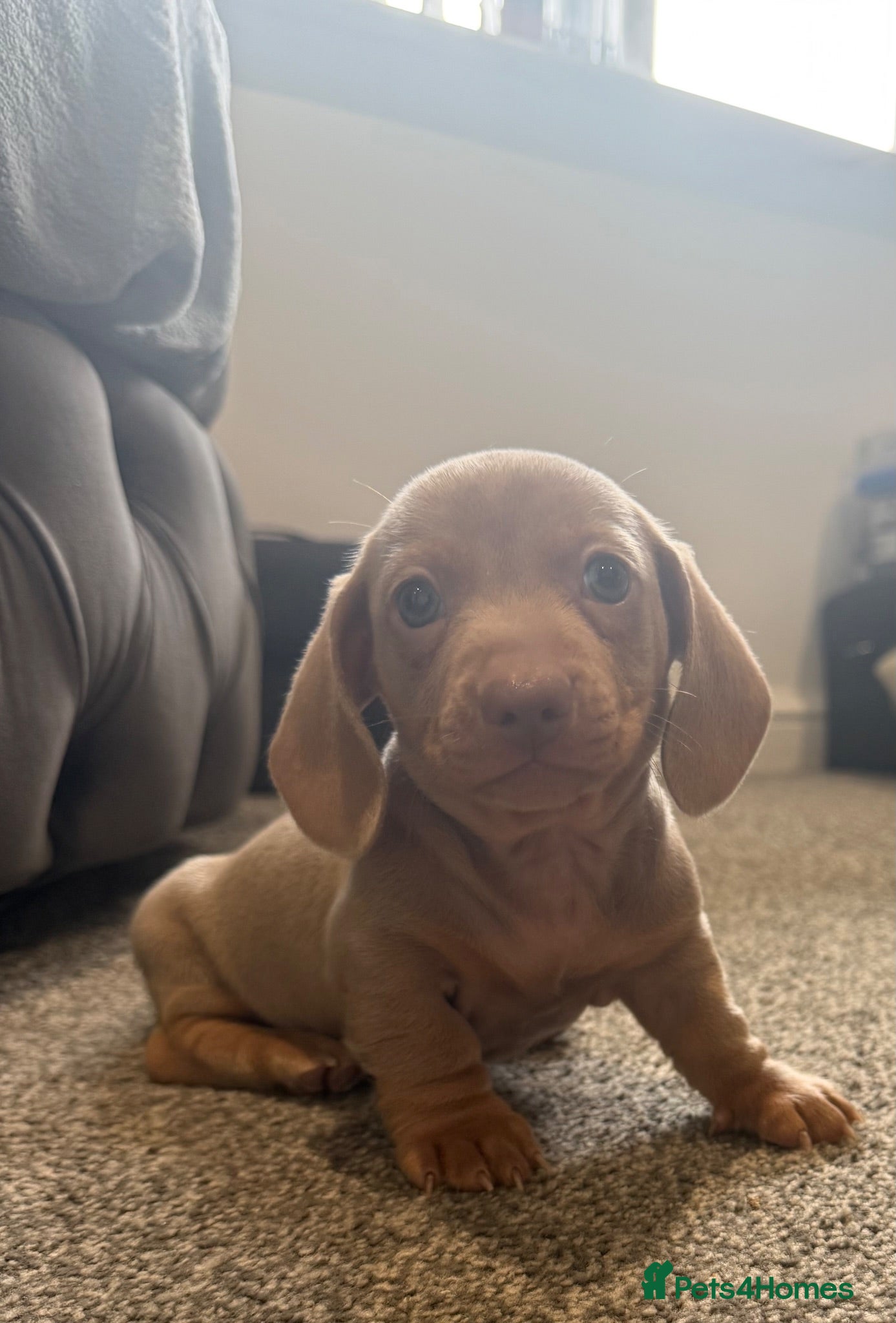 Miniature Dachshund dogs Miniature dachshund puppies - Advert 1