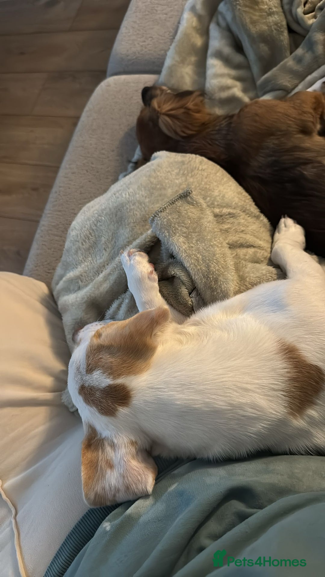 Dachshund dogs for adoption: Meet Betty & Momo — two short-legged siblings! - Advert 4