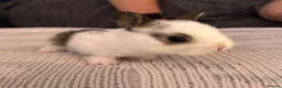 Mixed Breed rabbits for sale: Gorgeous mixed dwarf lop bunnies  - Advert 24