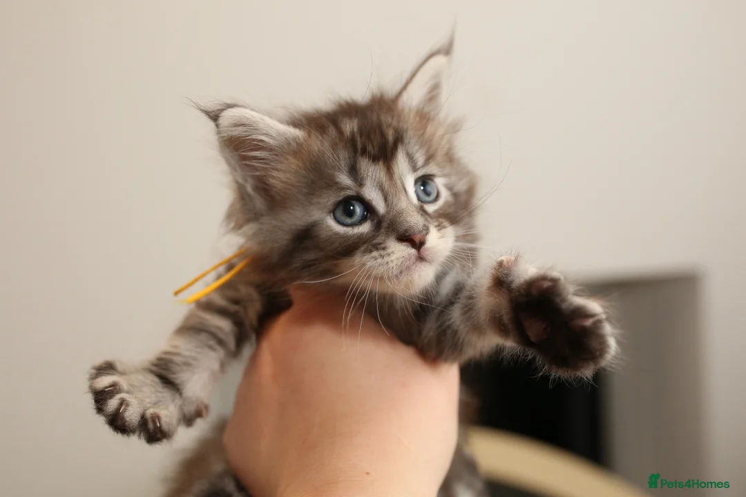 Maine Coon cats for stud: European Championship Carries Shaded GCCF & TICA - Advert 12