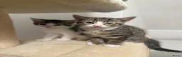 Domestic Shorthair cats for sale: 2 boys  in Gateshead - Advert 1
