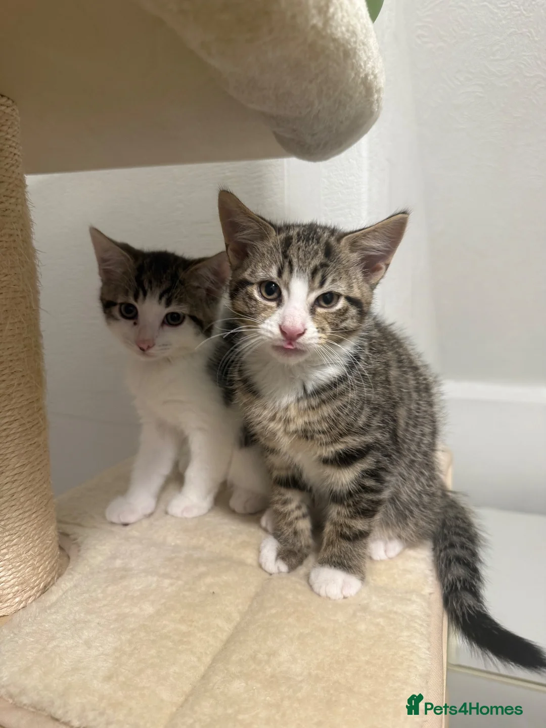 Domestic Shorthair cats for sale: 2 boys  in Gateshead - Advert 1