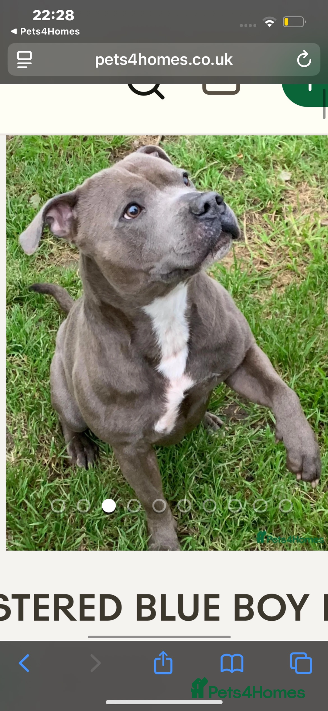 Staffordshire Bull Terrier dogs for sale: Blue kc registered staff puppies - Advert 7