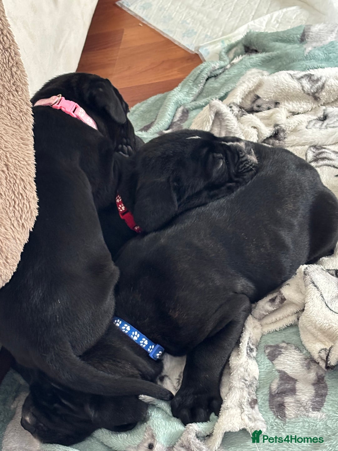 Cane Corso dogs for sale: 🐾‼️💕LAST GIRL💕‼️🐾 - Advert 6