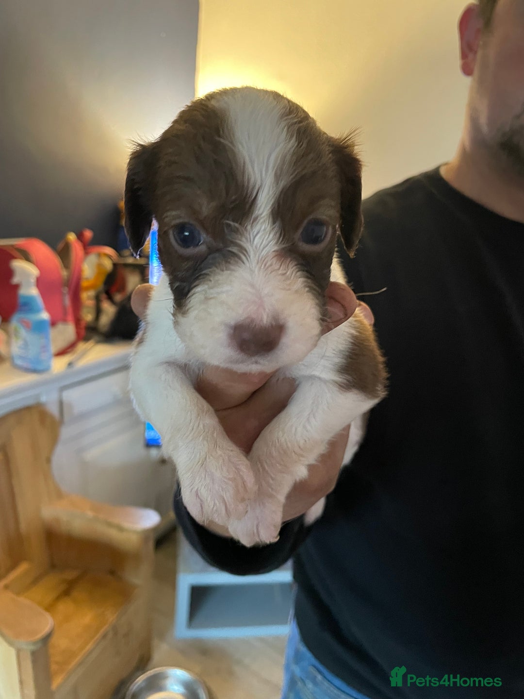 Mixed Breed dogs for sale: Cocker x collie pups  - Image 2