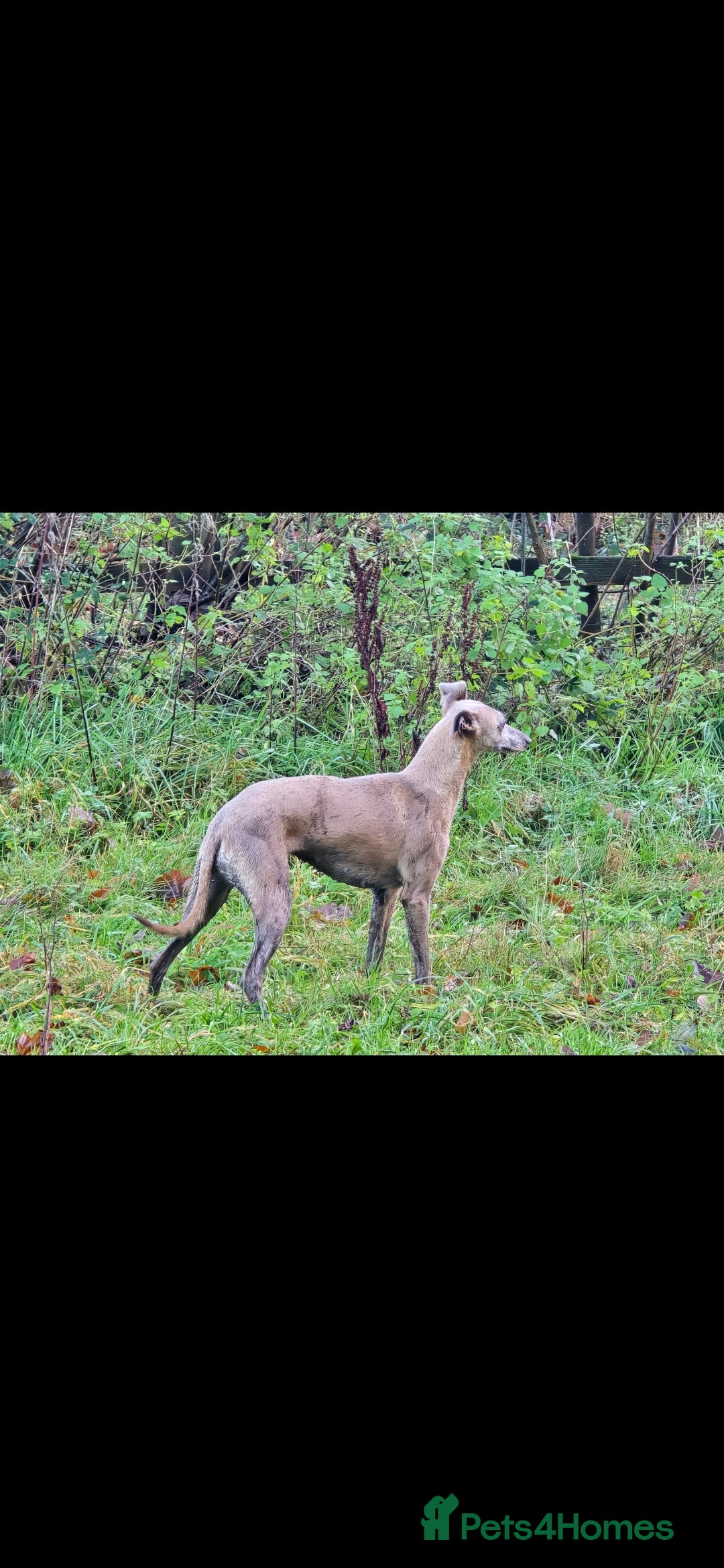 Whippet dogs for sale: Black whippet female - Advert 7