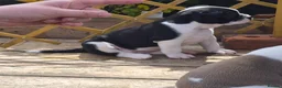 Dorset Olde Tyme Bulldogge dogs for sale: Dorset olde tyme bulldogs in Cowes - Advert 7