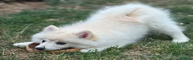 German Spitz 2