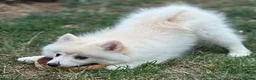 German Spitz dogs for sale: German Spitz Mittel Puppies  - Advert 6