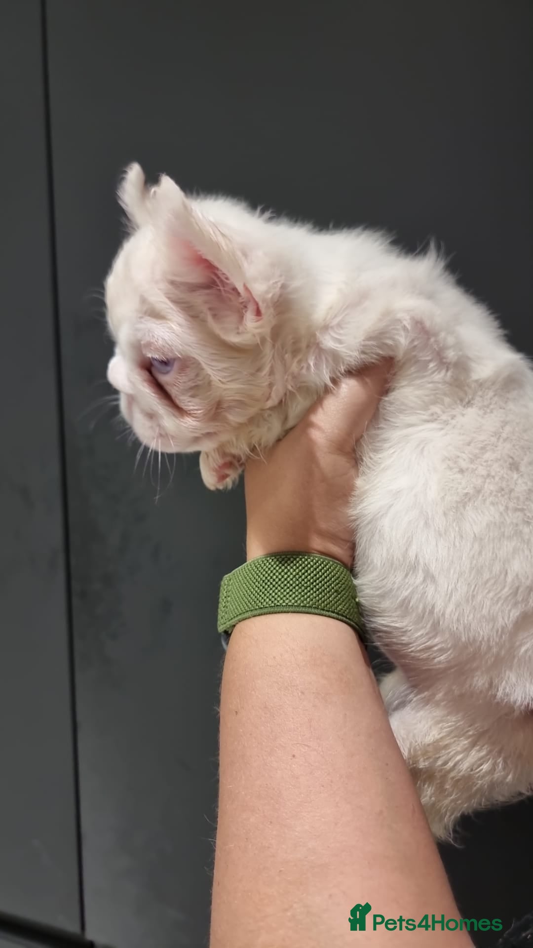 French Bulldog dogs for sale: Full fluffy pink girl with wonderful dna - Image 4