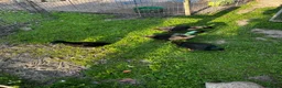Ducks poultry for sale: East Indian ducks  in Gosport - Advert 4