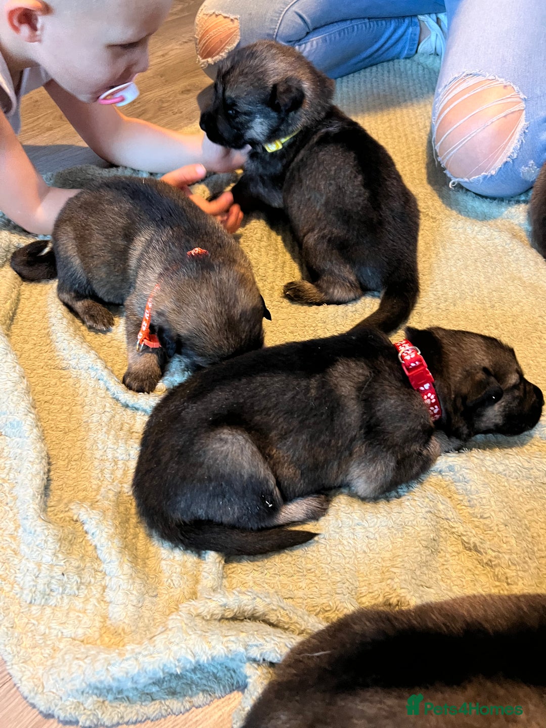 German Shepherd dogs for sale: 4 beautiful German shepherd fur babies  - Image 14