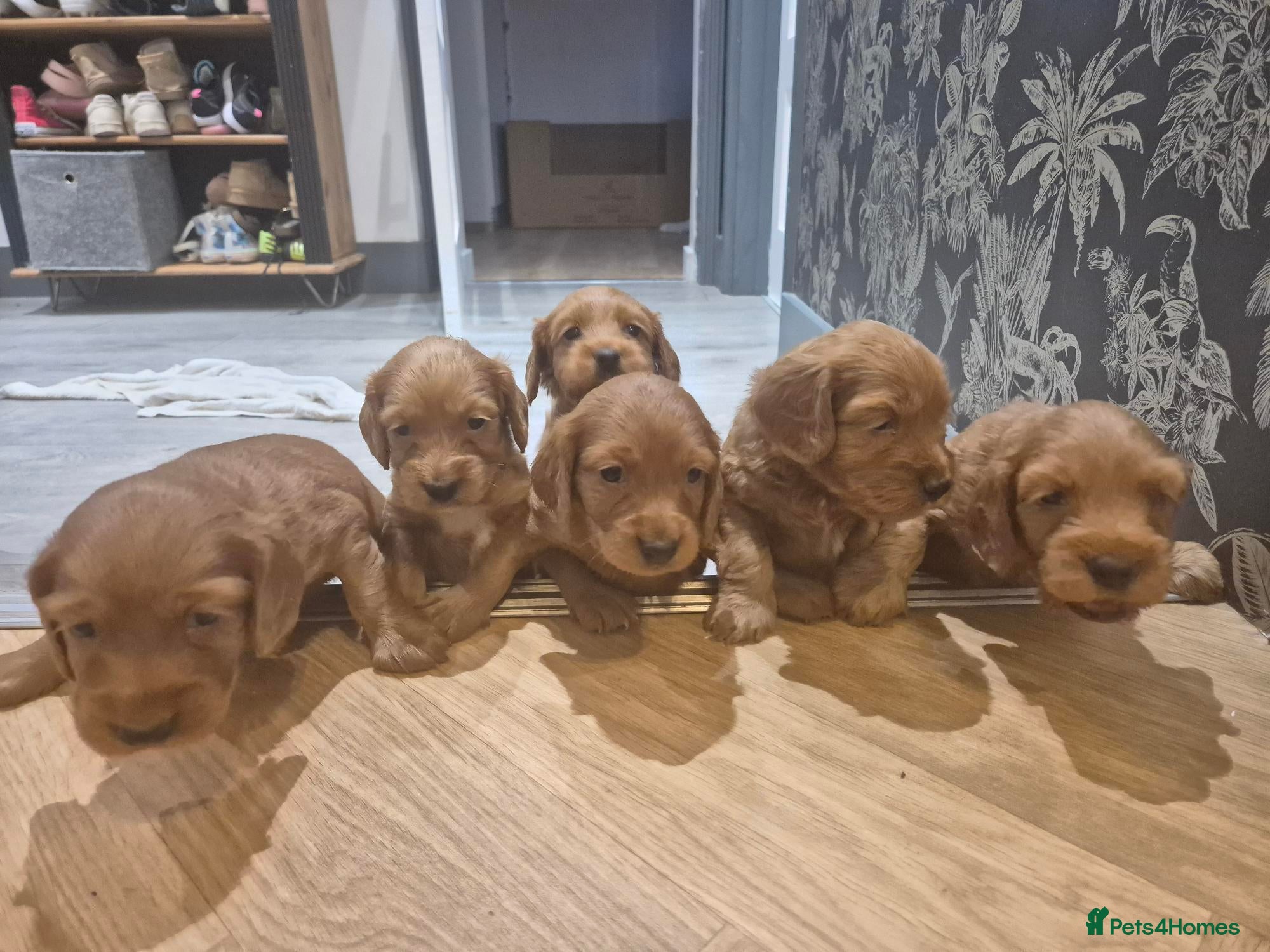 Cockapoo dogs Beautiful Cockapoo Puppies – 2 Boys Available - Advert 16