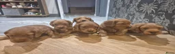 Cockapoo dogs for sale: Beautiful Cockapoo Puppies – 2 Boys Available in Witney - Advert 1