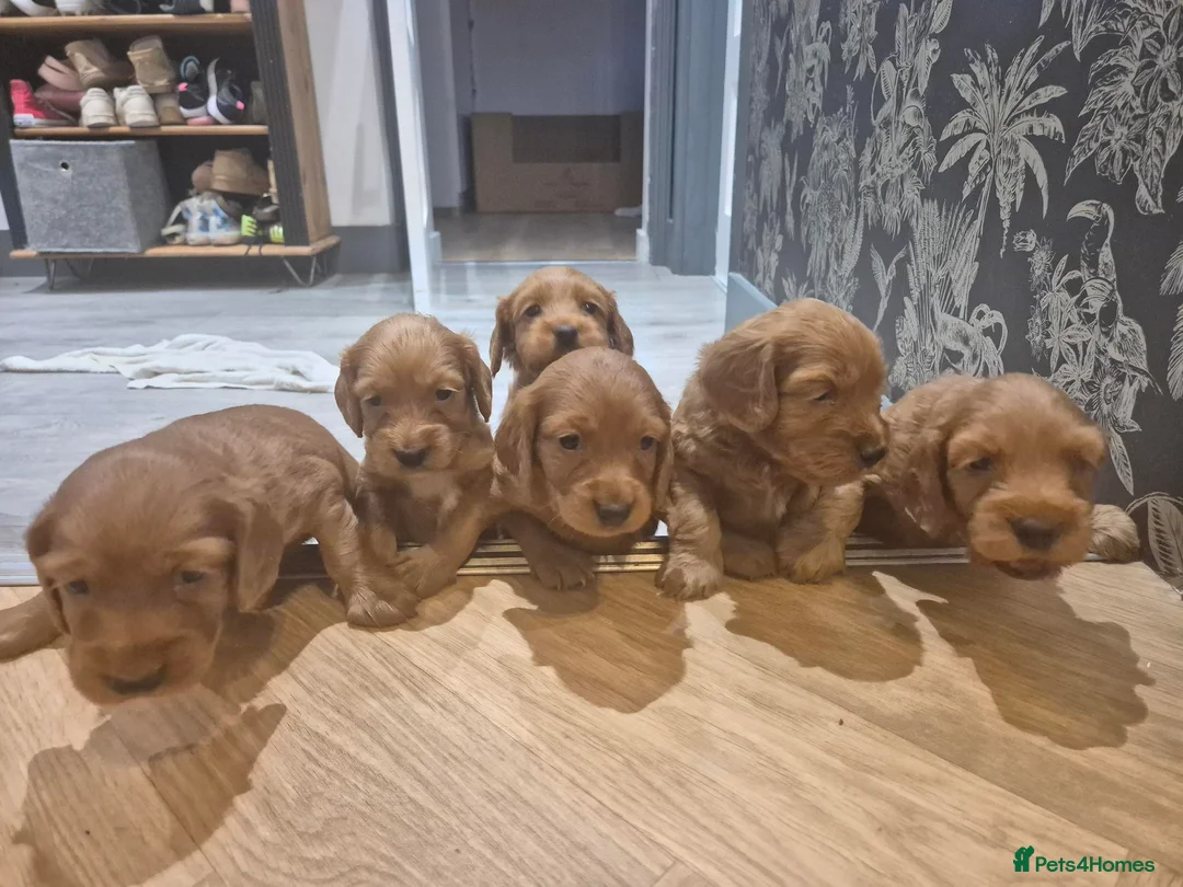 Cockapoo dogs for sale: Beautiful Cockapoo Puppies – 2 Boys Available in Witney - Advert 1
