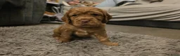 Cocker Spaniel dogs for sale: Cocker Spaniel Puppies - Advert 10