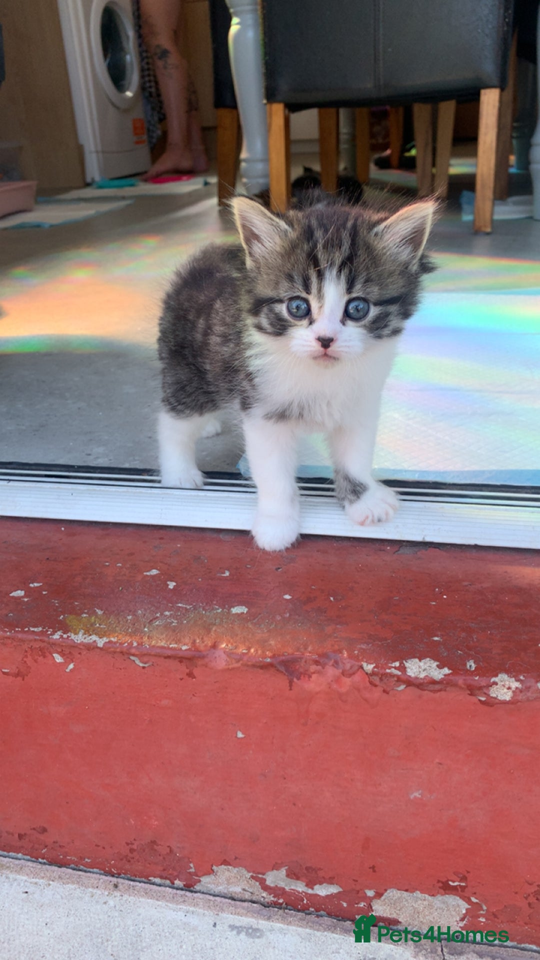 Mixed Breed cats for sale: Female kitten  - Image 1