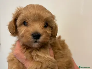 Maltipoo dogs 🤩 4 stunning F1 Maltipoos 🤩 - Advert 3
