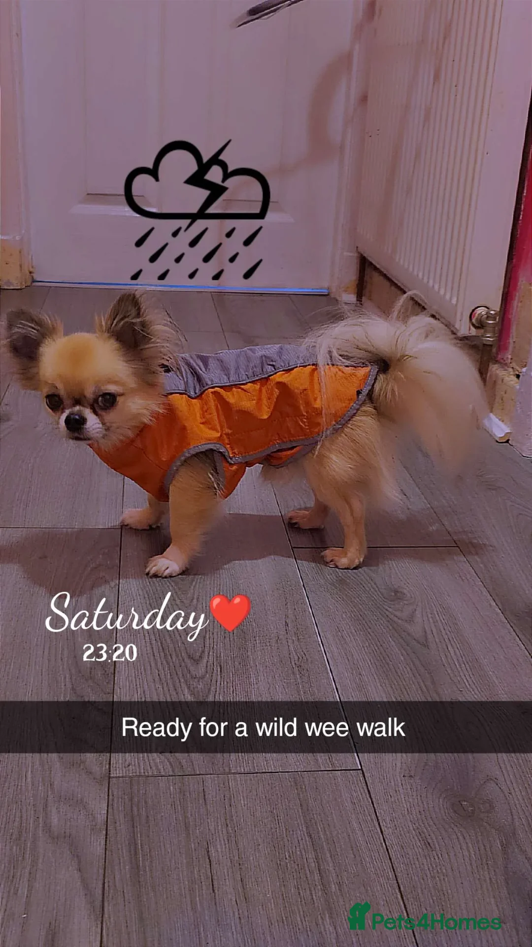 Chihuahua dogs for sale: Chiuahuah pups......lilac merle, fawn, white brown - Advert 2