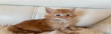 Maine Coon Kitten 1
