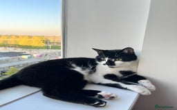 Domestic Shorthair cats for sale: Zuko needs new home. - Image 2