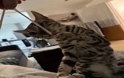 Bengal cats for sale: Silver rosetted Bengal🐆 - Image 13