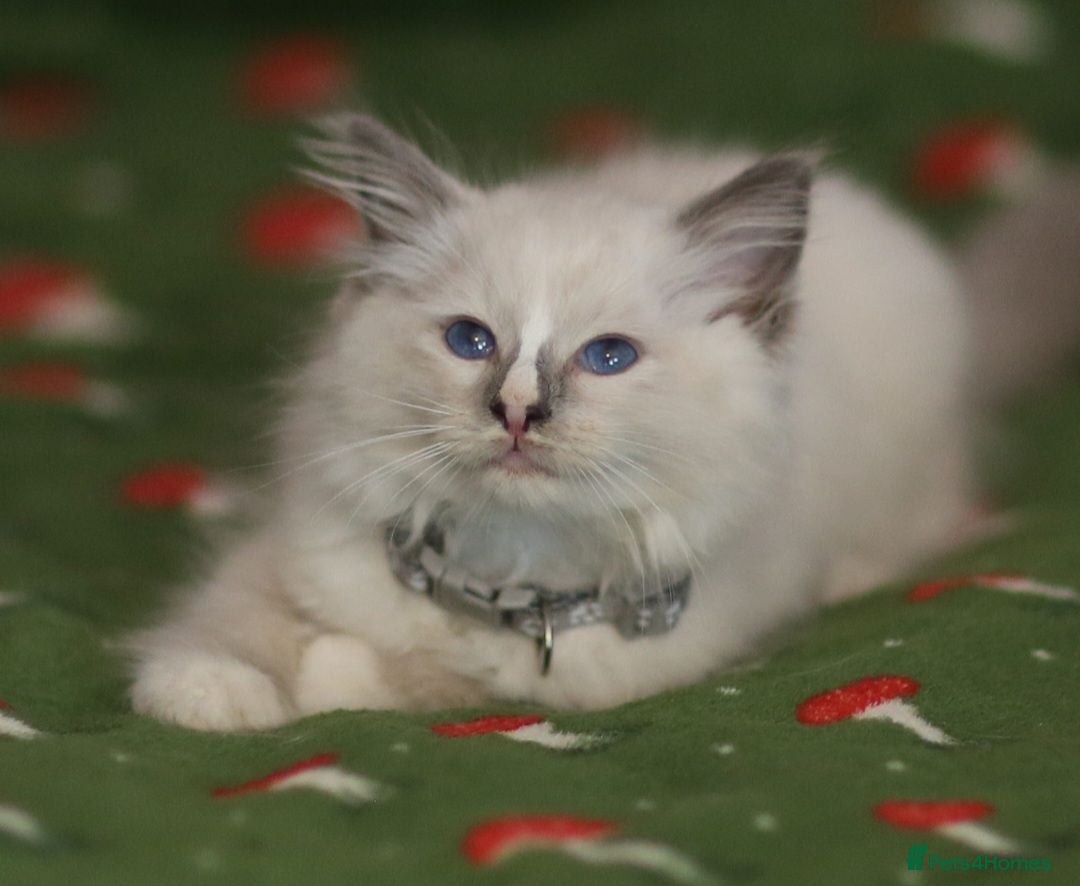 Ragdoll cats Beautiful Ragdoll kittens  - Advert 12