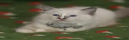 Ragdoll cats for sale: Beautiful Ragdoll kittens  - Advert 1