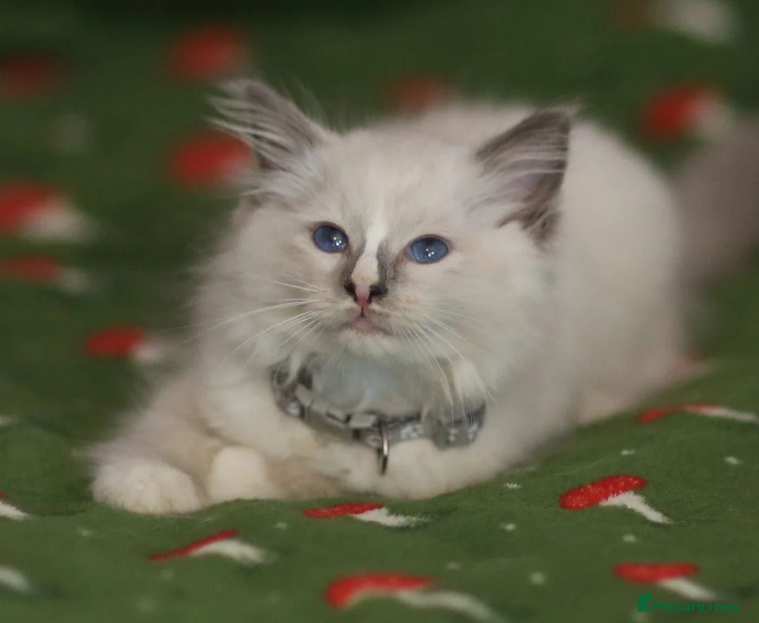Ragdoll cats for sale: Beautiful Ragdoll kittens  - Advert 1