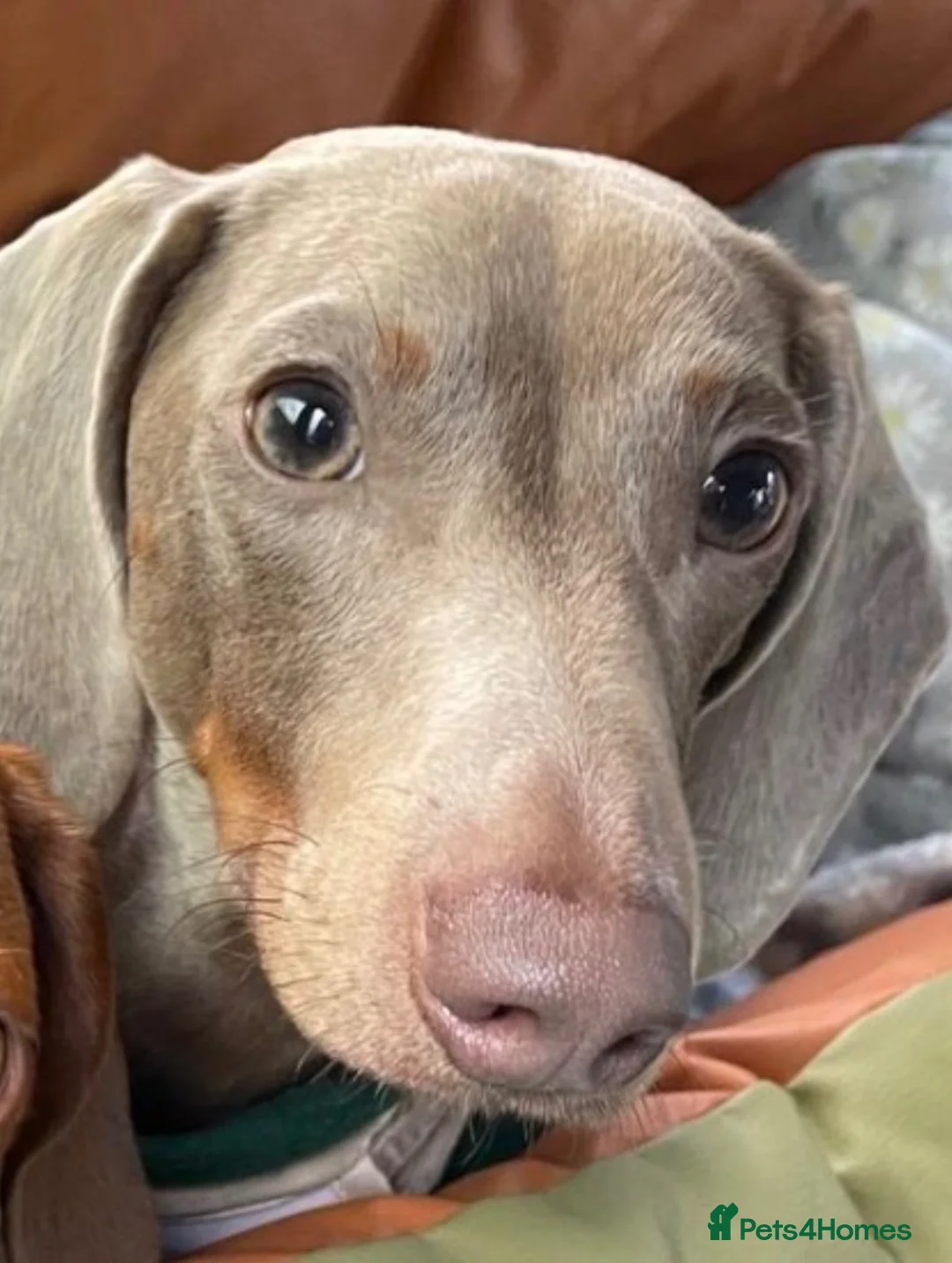 Dachshund dogs for sale: Isabella Tan Dachshund in Holsworthy - Advert 5