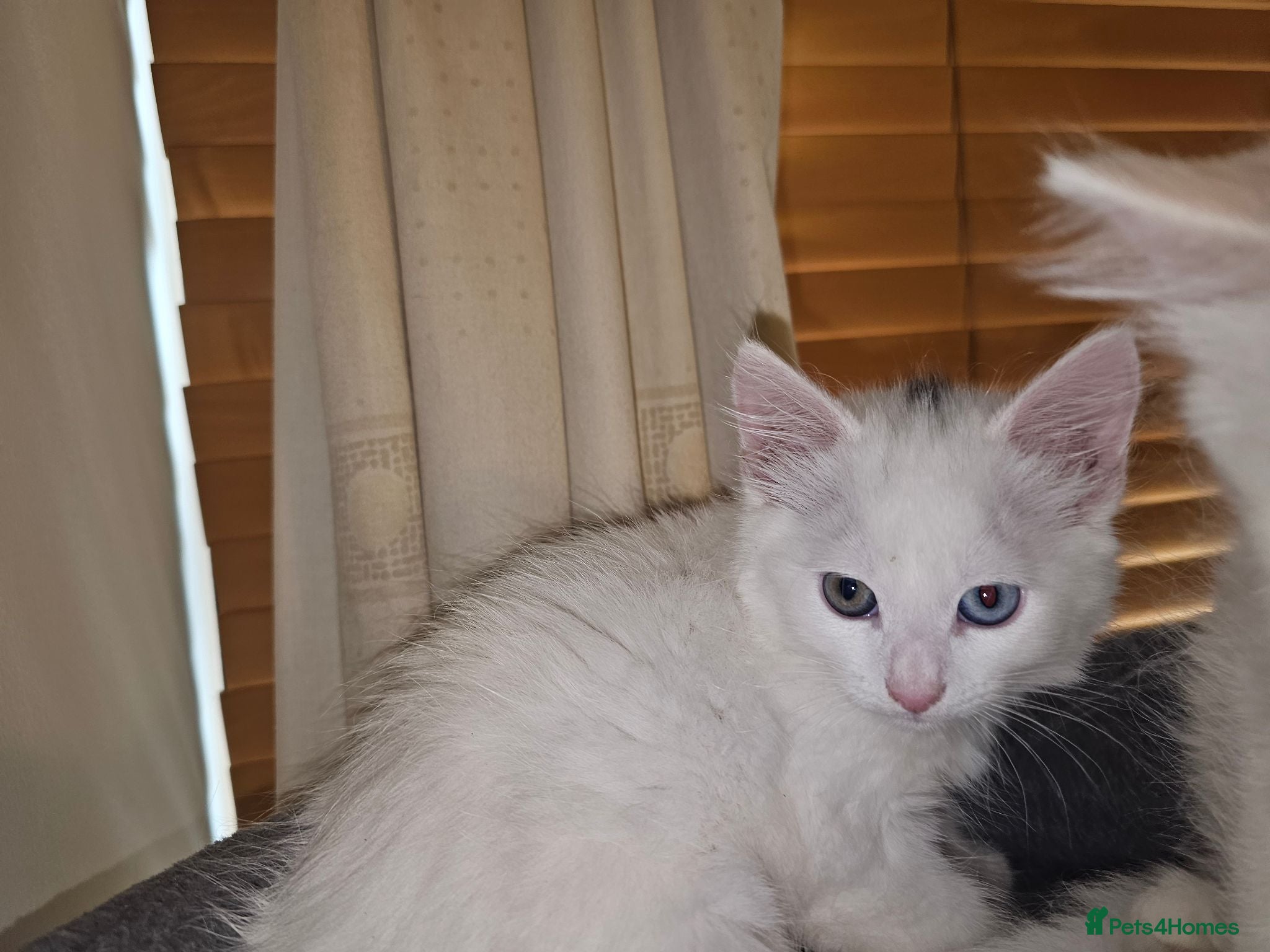 Turkish Angora cats 2 Turkish Angora Kitten - Advert 9