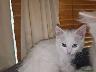 Turkish Angora cats 2 Turkish Angora Kitten - Advert 9