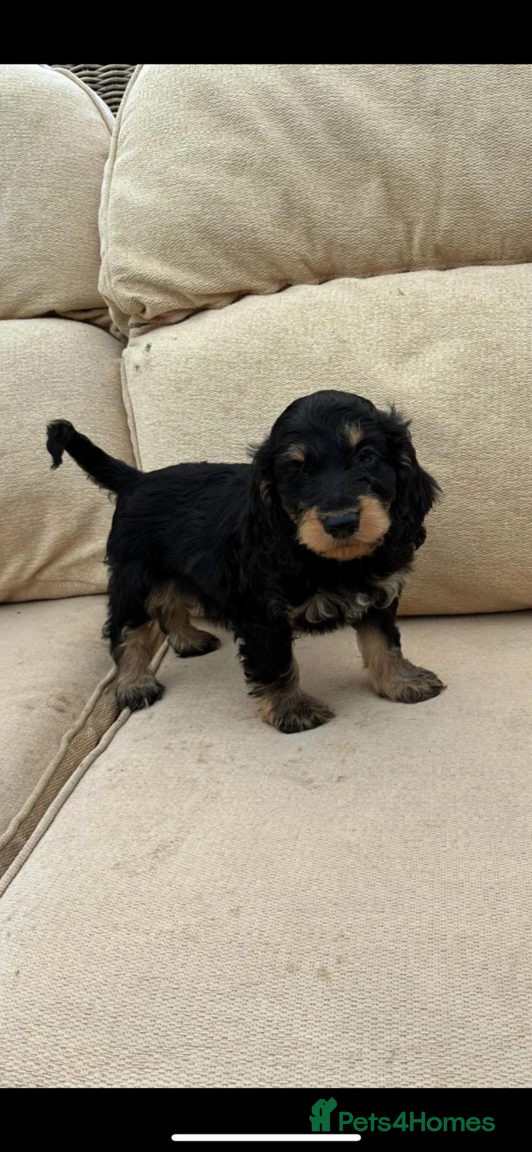 Cockapoo dogs for sale: Cockapoo puppies for sale  in Sale - Advert 6