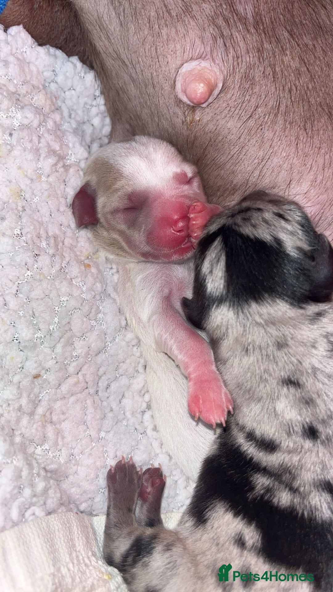 Mixed Breed dogs for sale: Adorable Dameranian puppy’s  - Advert 9