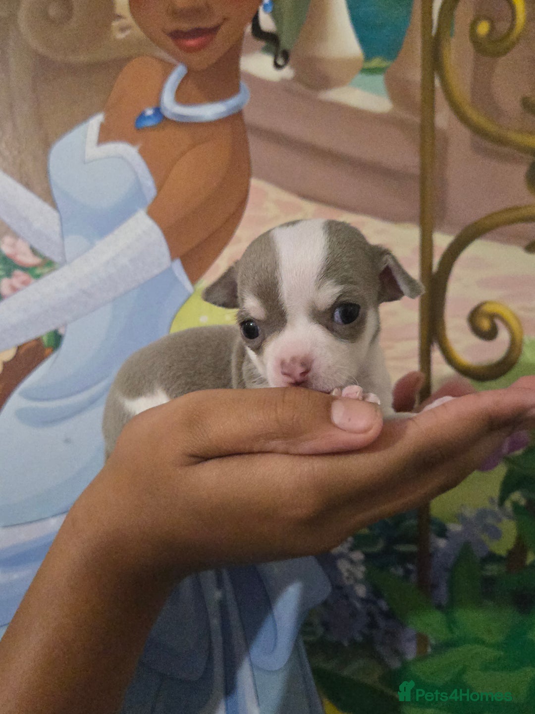 Chihuahua dogs for sale: Gorgeous Chihuahua Puppies Looking 4 Forever Homes - Image 9