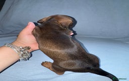 Mixed Breed dogs for sale: Docker - miniature daschund X American cocker  - Image 13