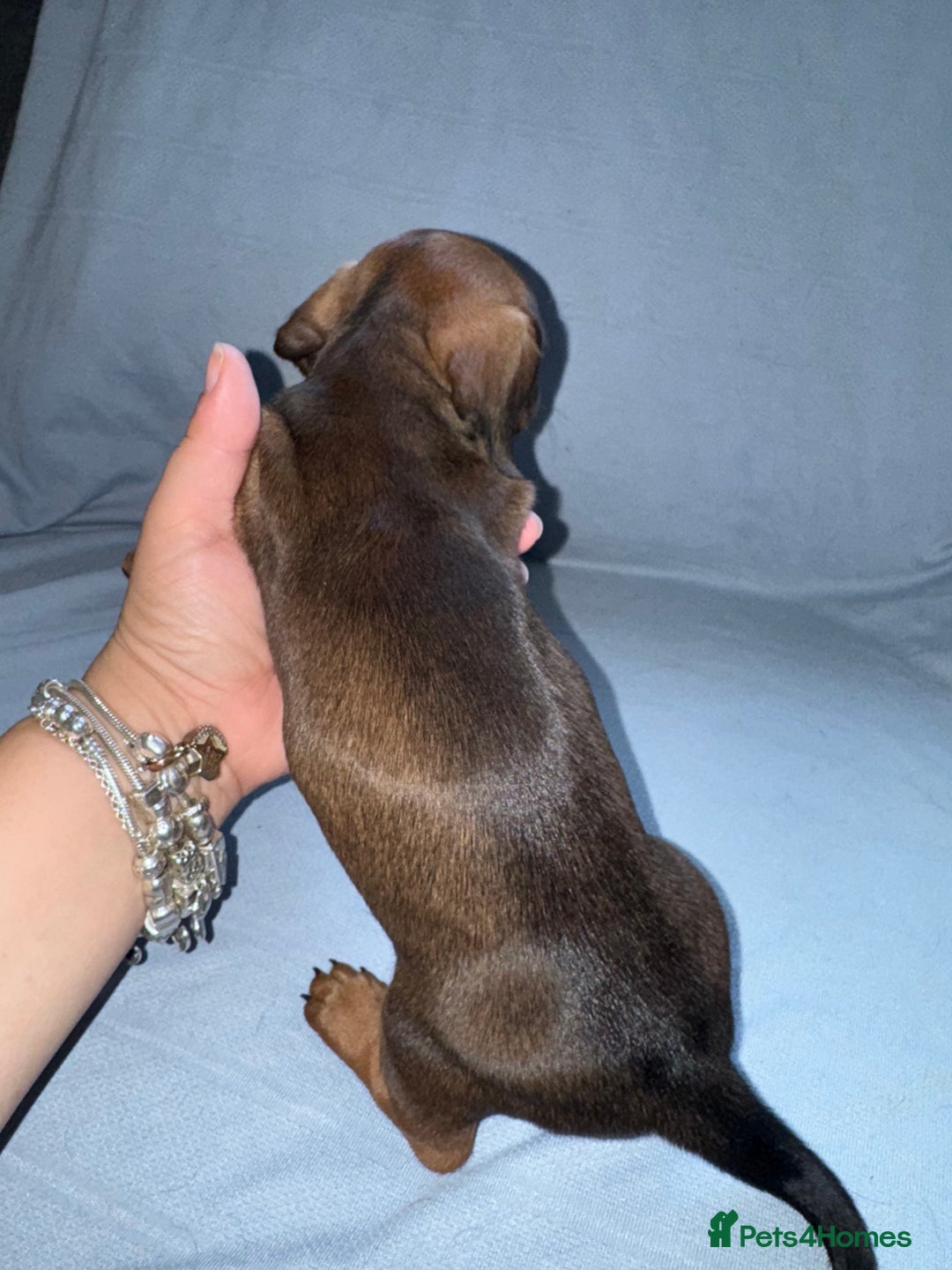 Mixed Breed dogs for sale: Docker - miniature daschund X American cocker  - Image 13