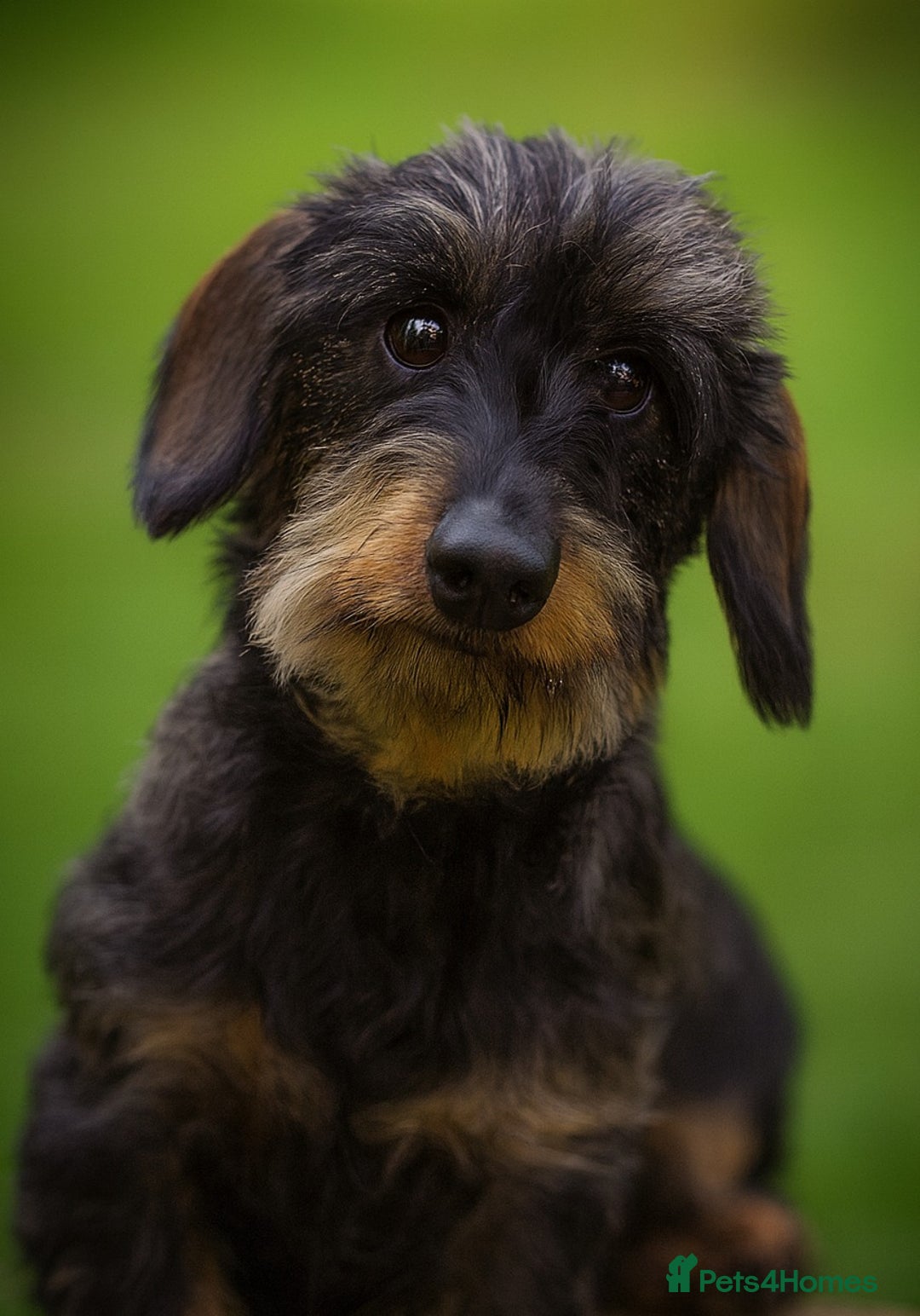 Miniature Dachshund dogs for sale: KC Miniature Wirehaired Dachshund ready now - Advert 5